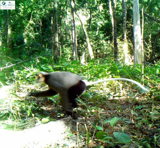 柬埔寨自然生命组织呼吁共同保护白尾猕猴