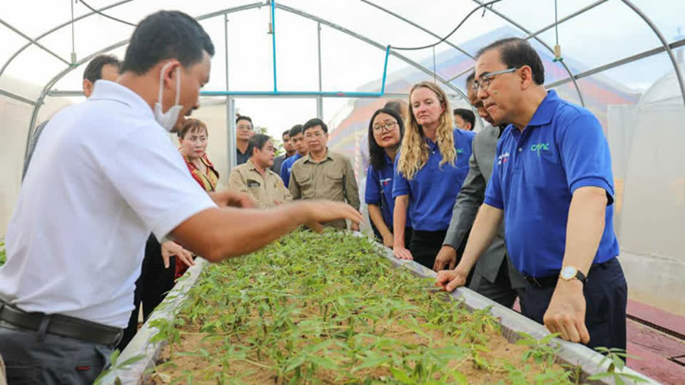 澳大利亚助柬埔寨种植安全健康木薯！