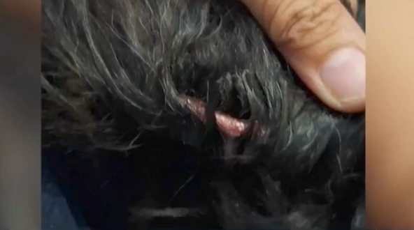 菲律宾该地两宠物狗遭不明人士"割耳朵"