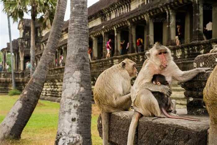 YouTube主播在吴哥窟“虐猴”，柬埔寨政府展开调查