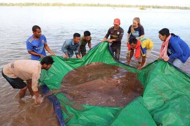 柬埔寨渔夫捕获巨型黄貂鱼重181公斤